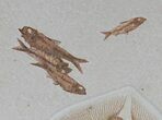 Beautiful Heliobatis Stingray With Fossil Fish #31364-5